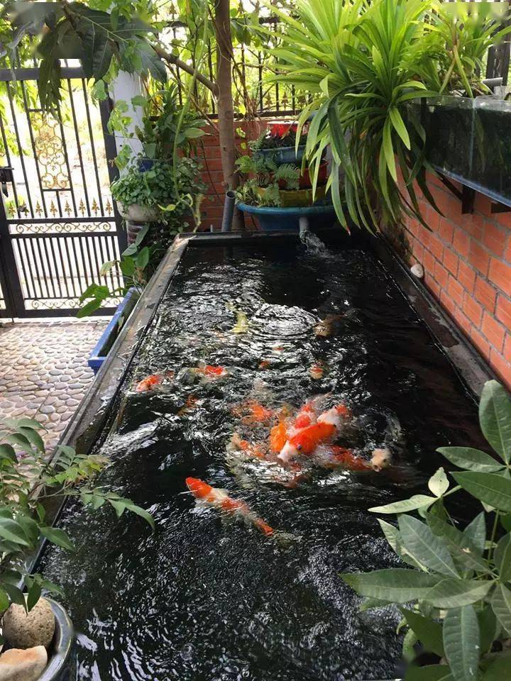 一院两鱼池,你敢在家里这样打造么?_院子_很漂亮_池塘