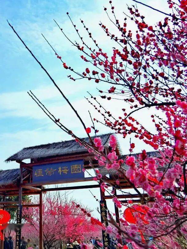 荆州区八岭山镇恒荣梅园总共面积460亩,共有各类景观树3.1万株.