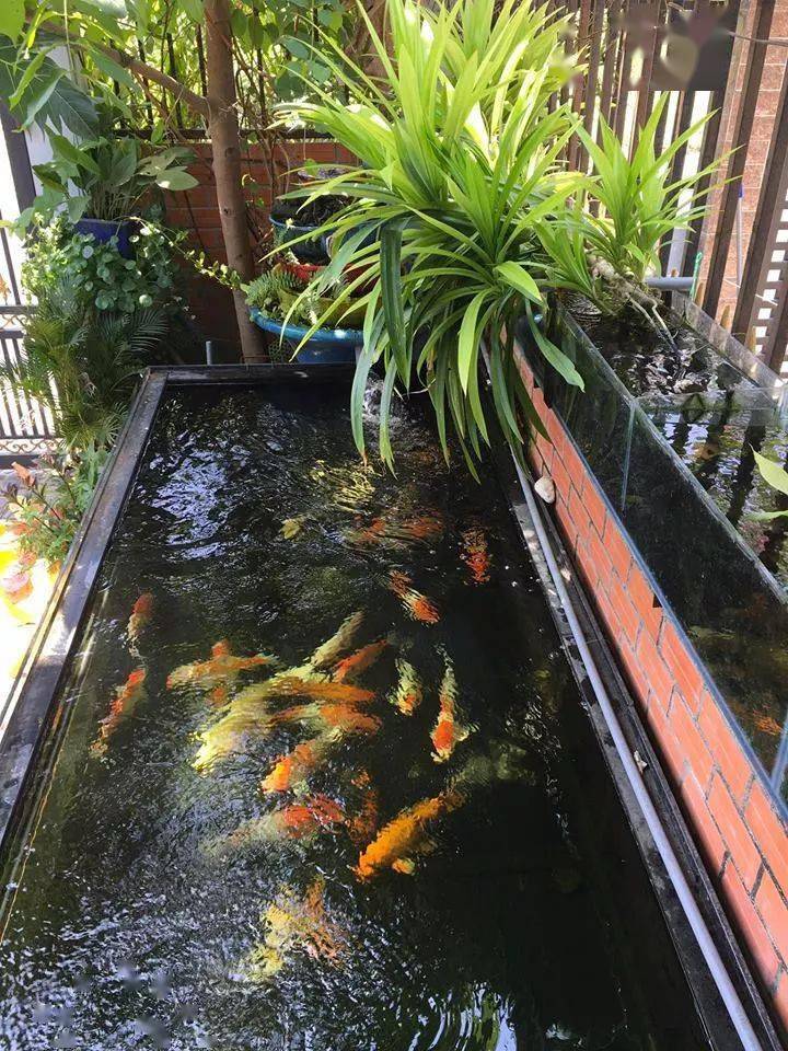 一院两鱼池,你敢在家里这样打造么?