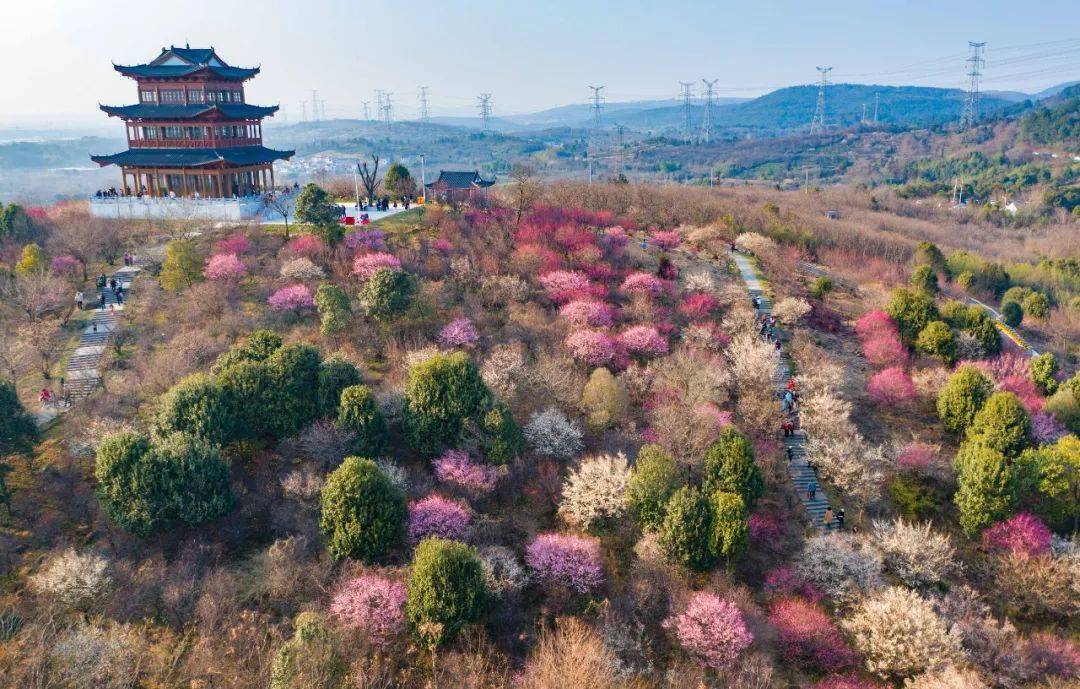 傅家边梅花山简介图片