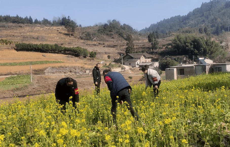 开阳县冯三镇:踏查不掉队 紧盯源头保净土_种植_毒品_植物