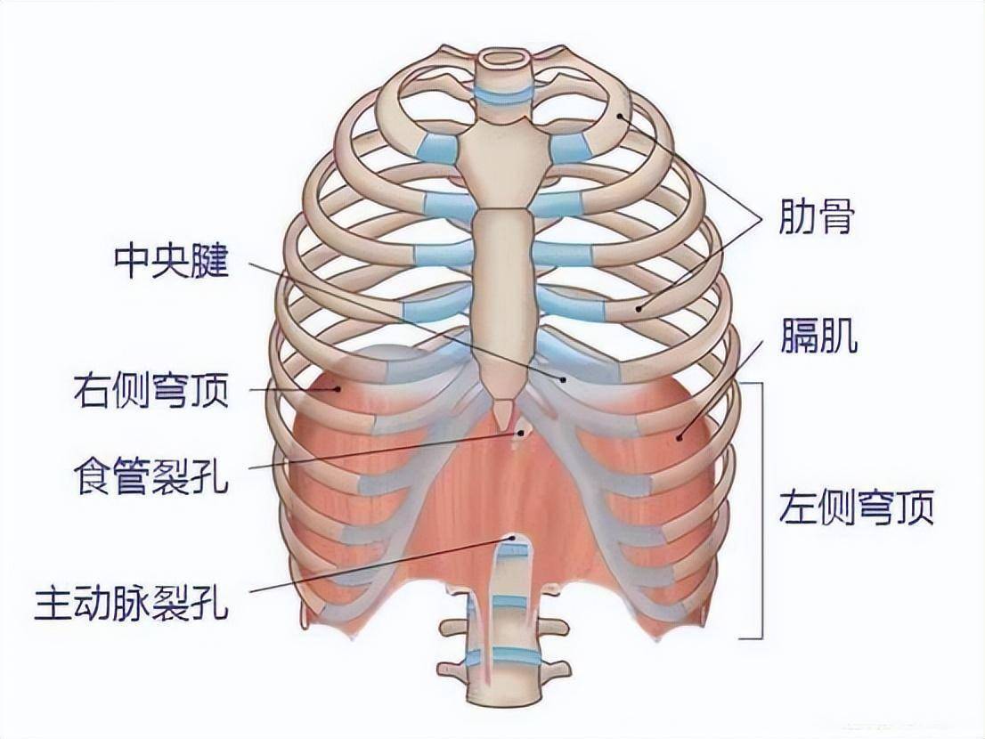 膈肌說起食管裂孔疝比如#食管裂孔疝#這時就要警惕可能問題不小發展至