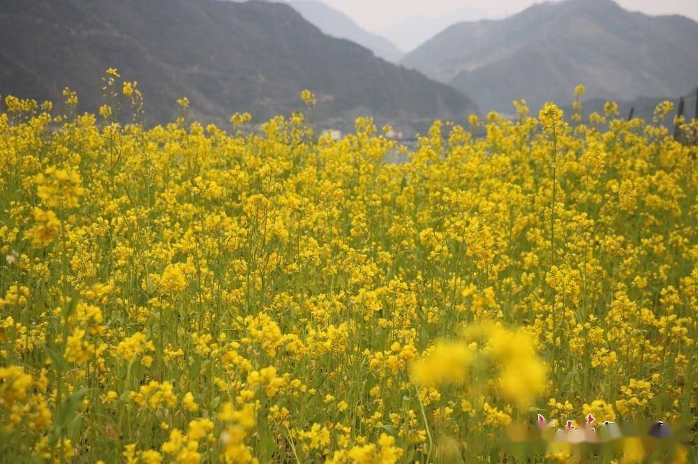 文縣白水江沿岸油菜花次第開放_甘肅_攝影_隴南市