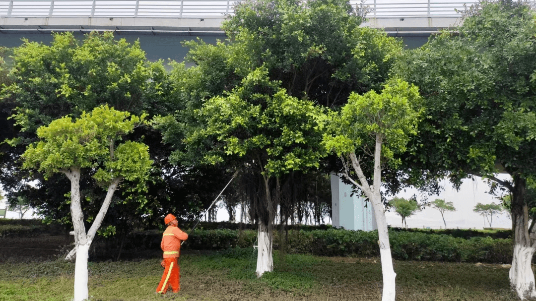 绿化苗木修剪整形技术要求