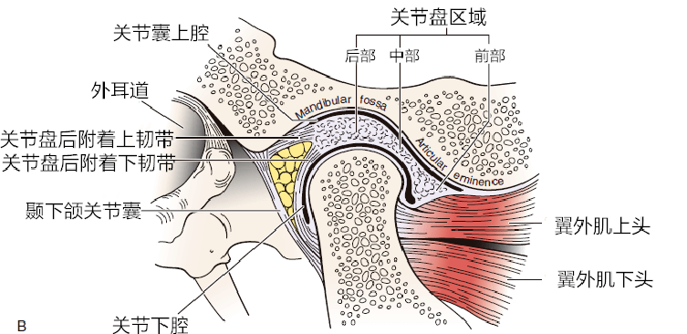 下颌关节结构图片