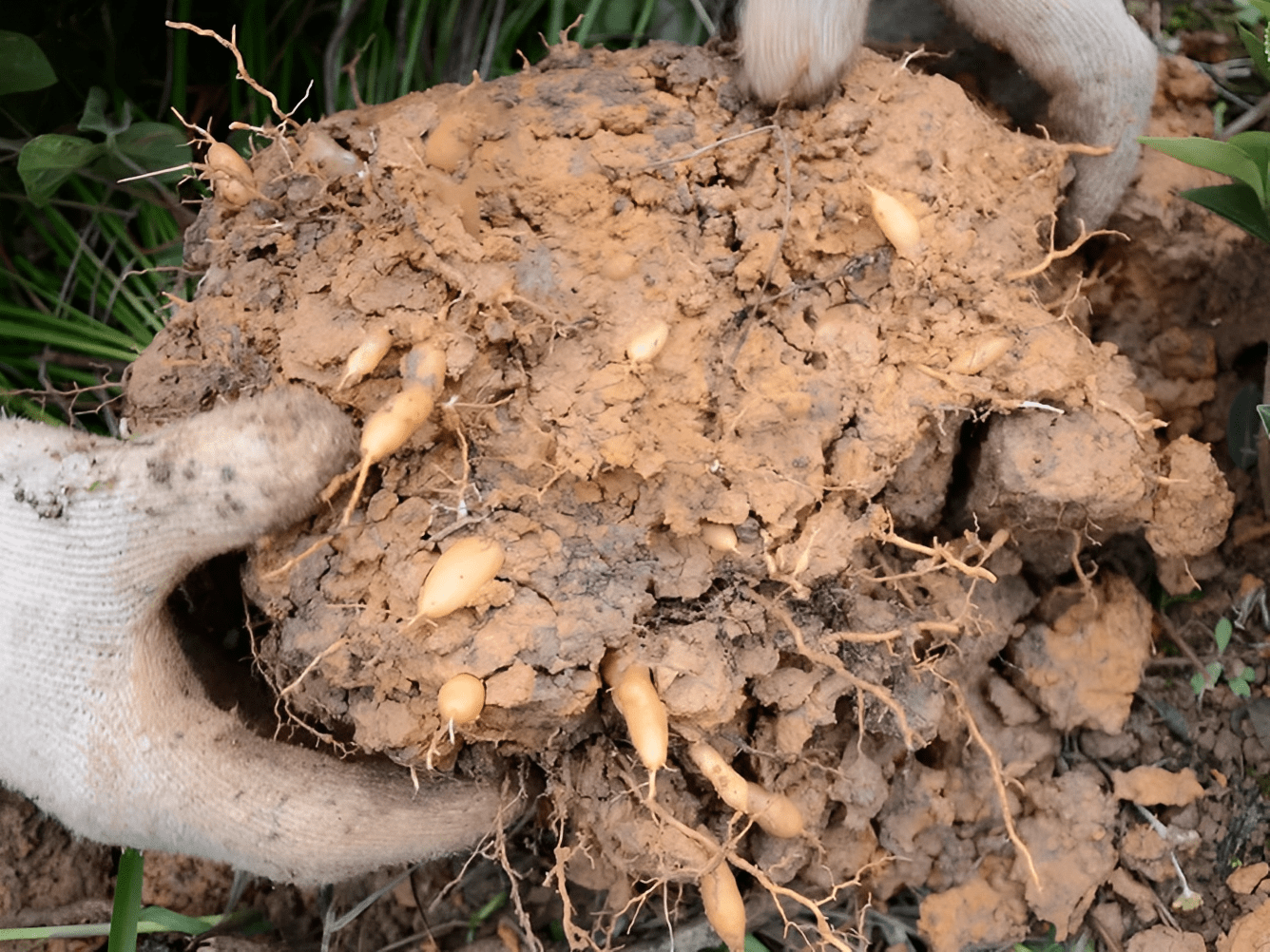古人叫它"润肺草",是不可多得的药草,如今可遇不可求,很珍贵_麦冬草