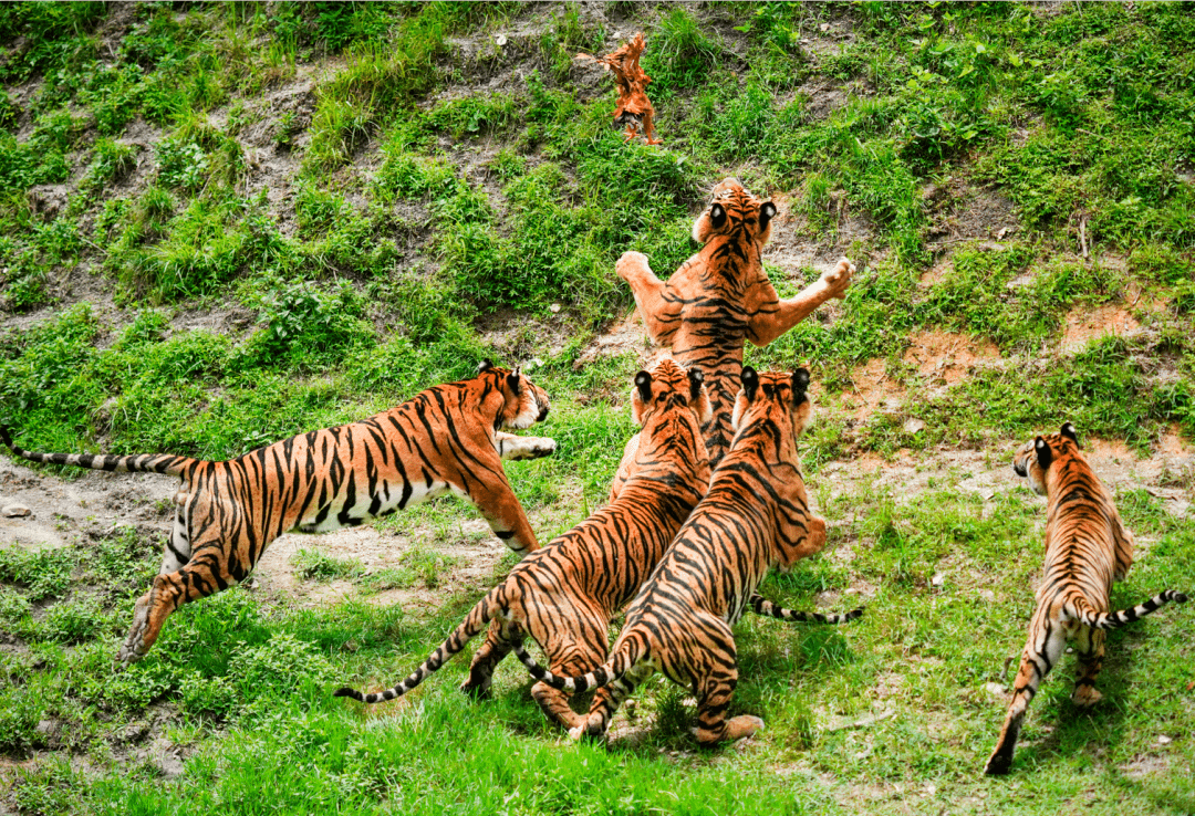 春暖花开游龙岩|梅花山虎园赏梅节盛大开幕!_古田_活动_详情