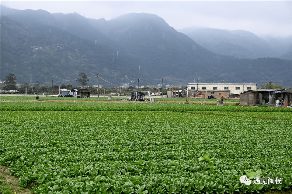 据了解,南通镇作为福州市最大的绿叶类蔬菜生产基地,占地面积超3000亩