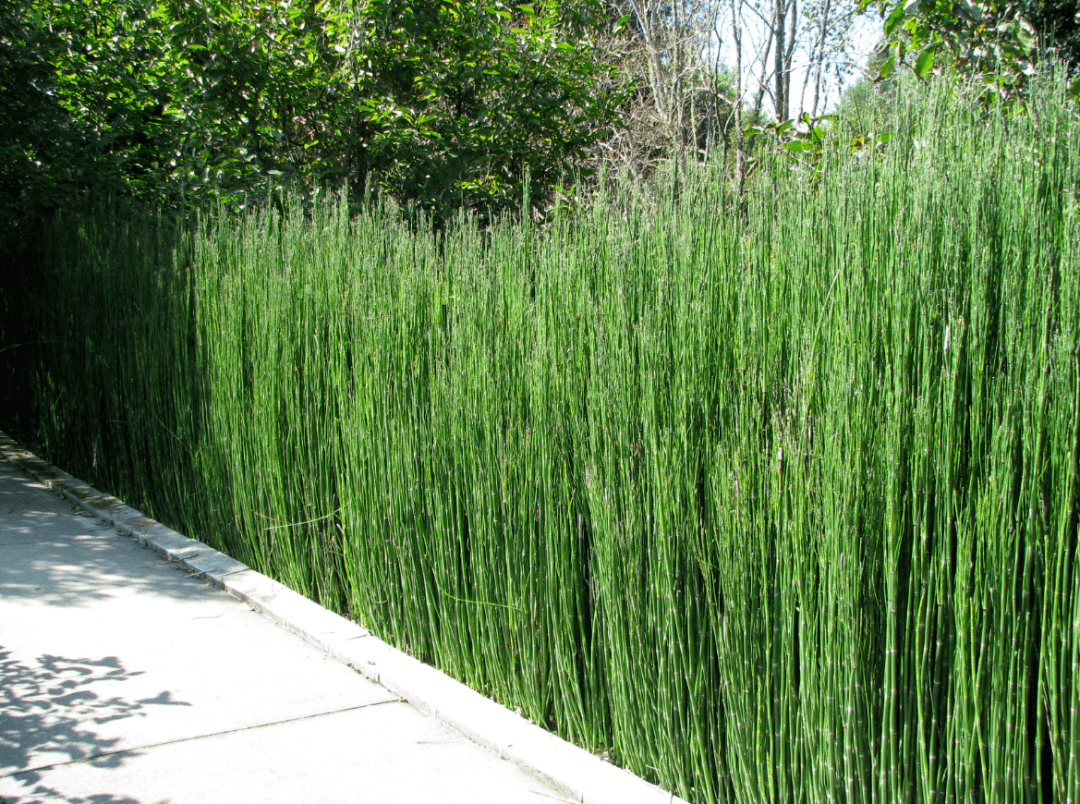 木贼,意外的好看_进行_叶片_环境