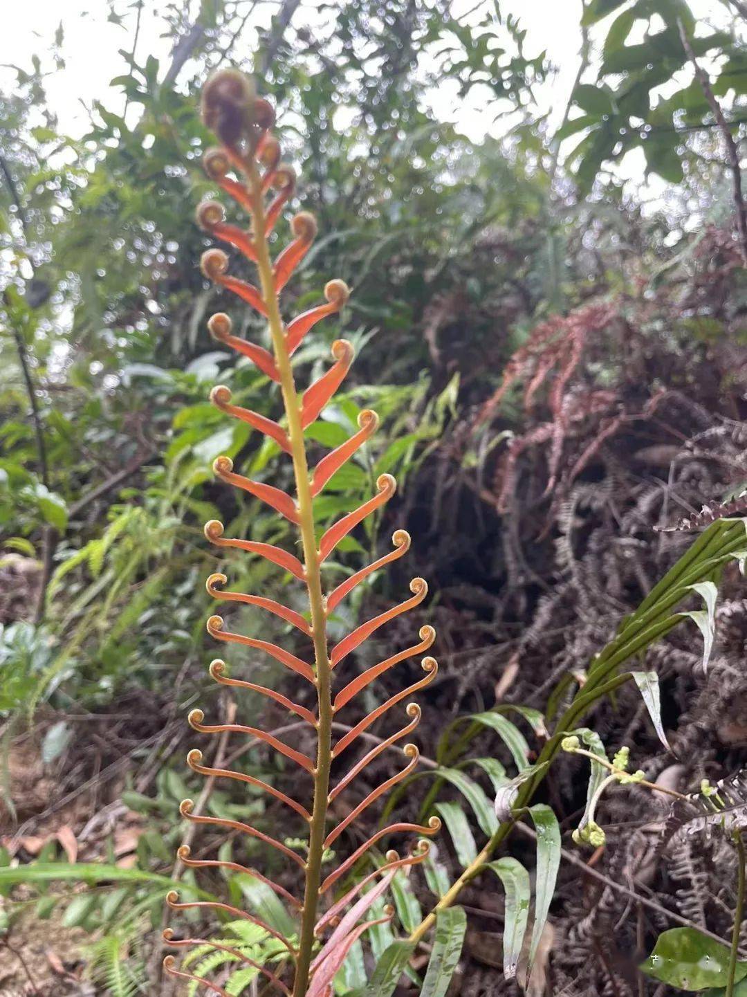 乌毛蕨_孢子囊_叶子_植物人