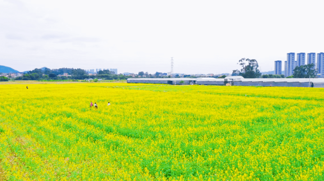 朱村街油菜花种植地乡村田园新画卷绘就出一幅幅秀美的相映成趣与蓝天