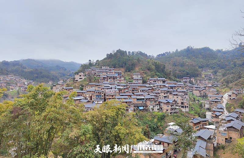 【康养胜地 人文兴义】册亨县秧佑村:“古村落”焕发新生机_油茶_文化_治理