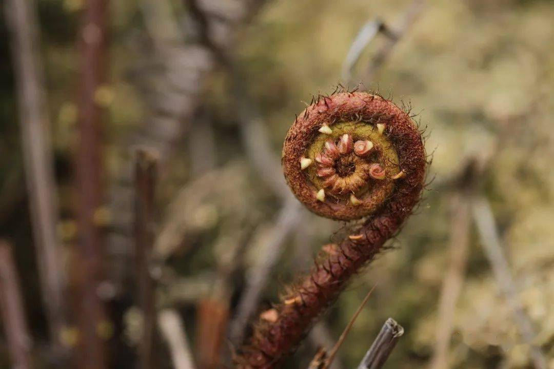 乌毛蕨_孢子囊_叶子_植物人