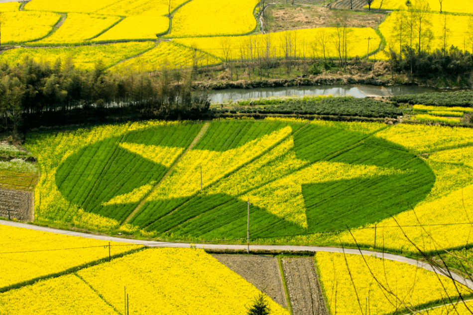 嘿多好哇 | 以春之名,黑多小城高质量赏花强烈出圈_黟县_油菜花_文体