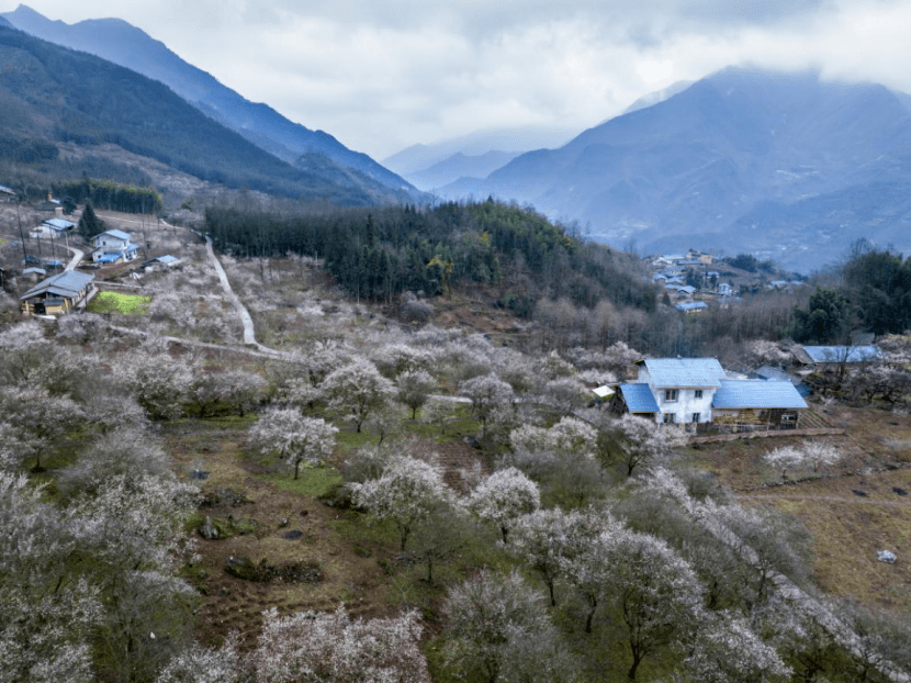 乐山珍藏版的"世外梅林"暗香浮动,美成仙境!_梅子坝_马边_梅花