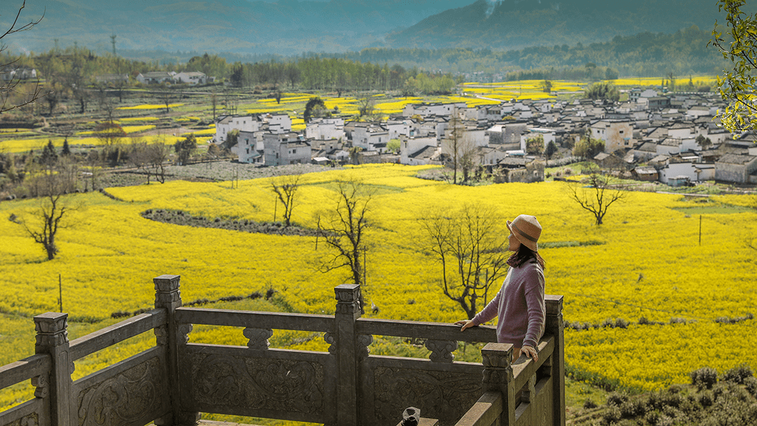 嘿多好哇 | 以春之名,黑多小城高质量赏花强烈出圈_黟县_油菜花_文体