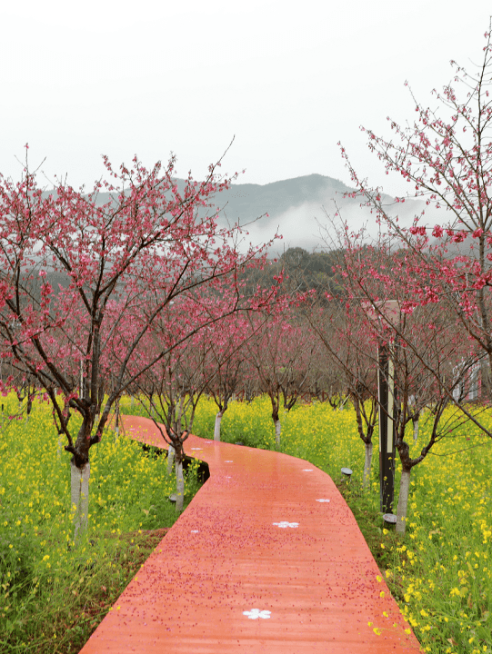 霞浦玉潭樱花谷被央视推荐的理由是._旅游_发展_福建