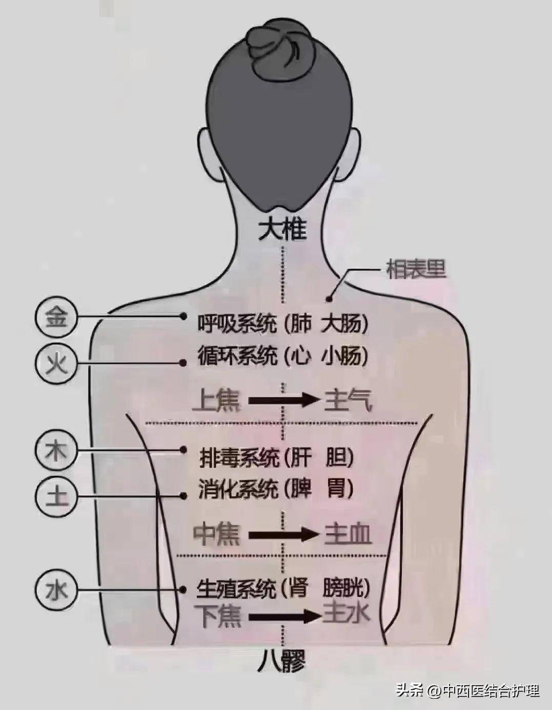 后背对应器官图图片