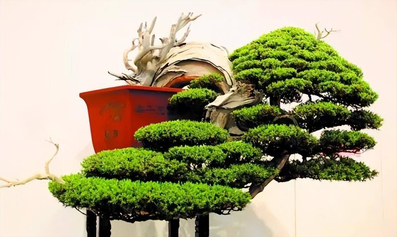 百种意境盆栽,百种绝美风情!_低头_时候_人间