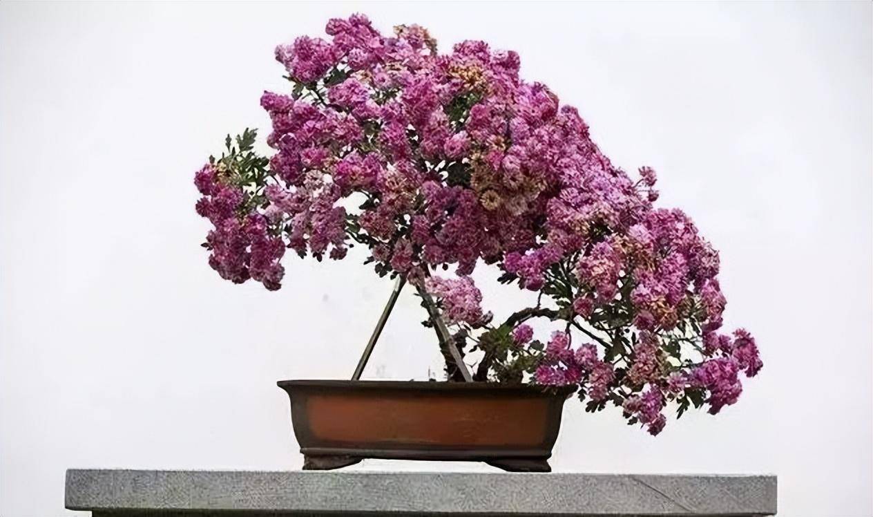 百种意境盆栽,百种绝美风情!_低头_时候_人间