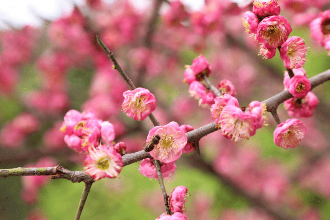 山杏图片开花图片