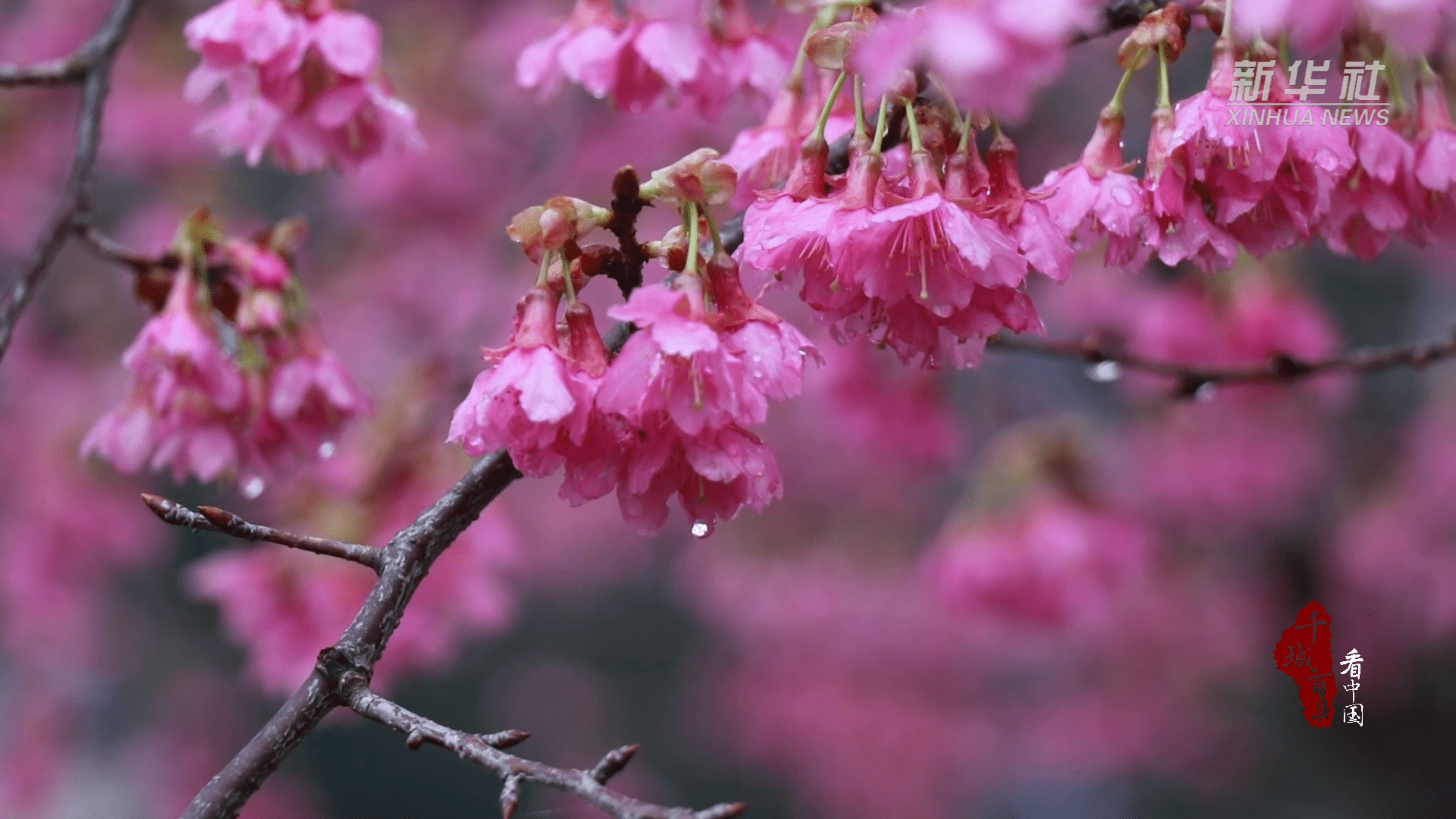 千城百县看中国｜二十四节气：雨水