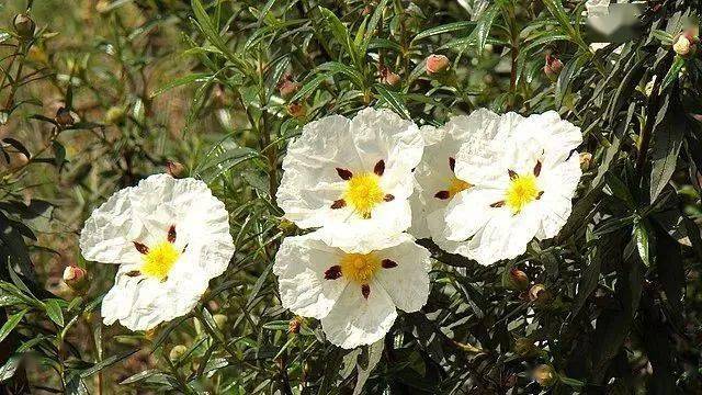 半日花科岩蔷薇属的胶蔷树 cistus ladaniferus)