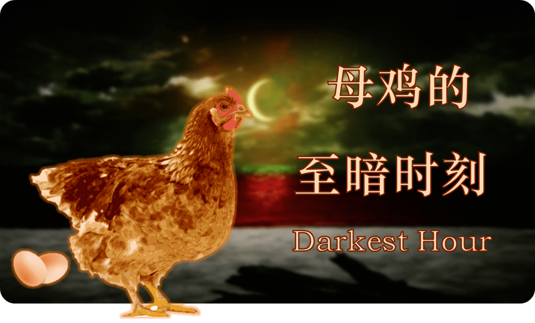 母鸡的"至暗时刻"_公鸡_光照_动物