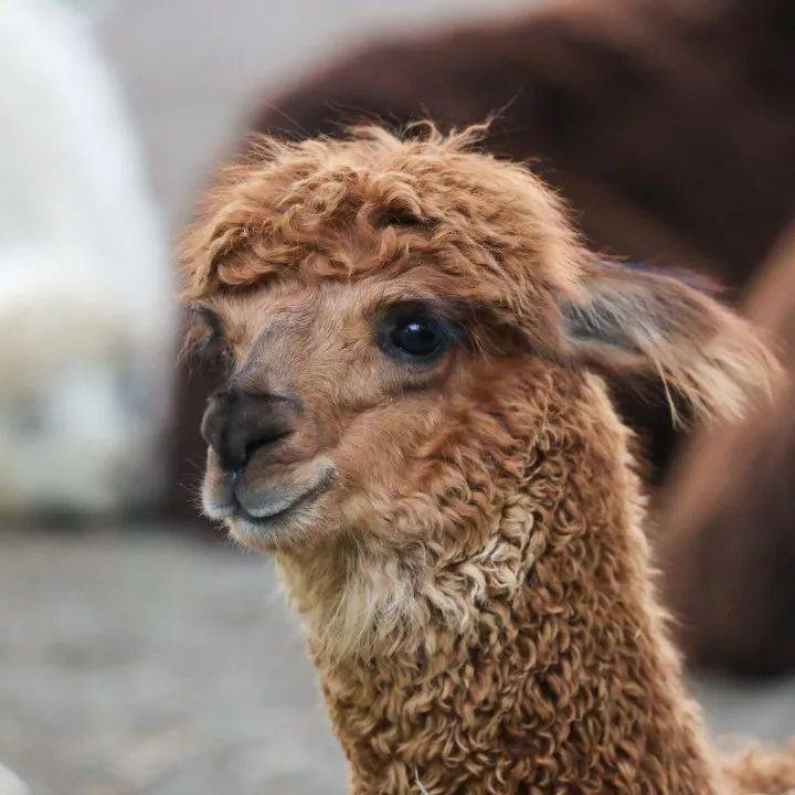 动物炫酷发型大赏,二月二剪头有灵感了!_头发_回头率_金发