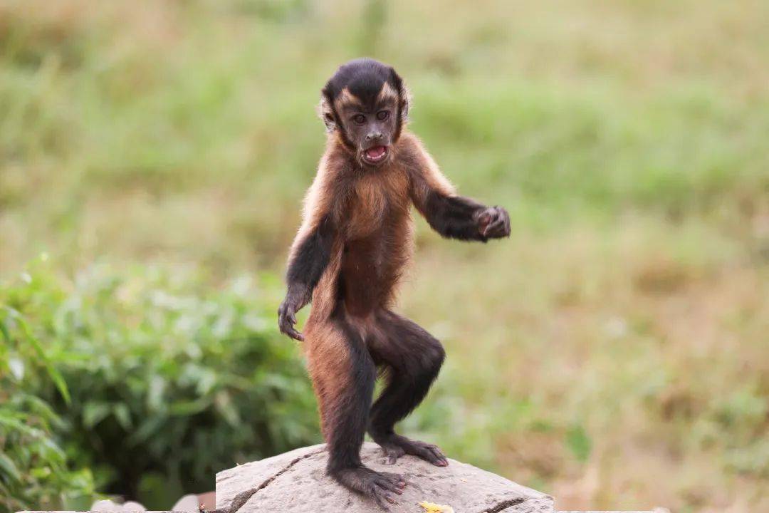 动物炫酷发型大赏,二月二剪头有灵感了!_头发_回头率_金发