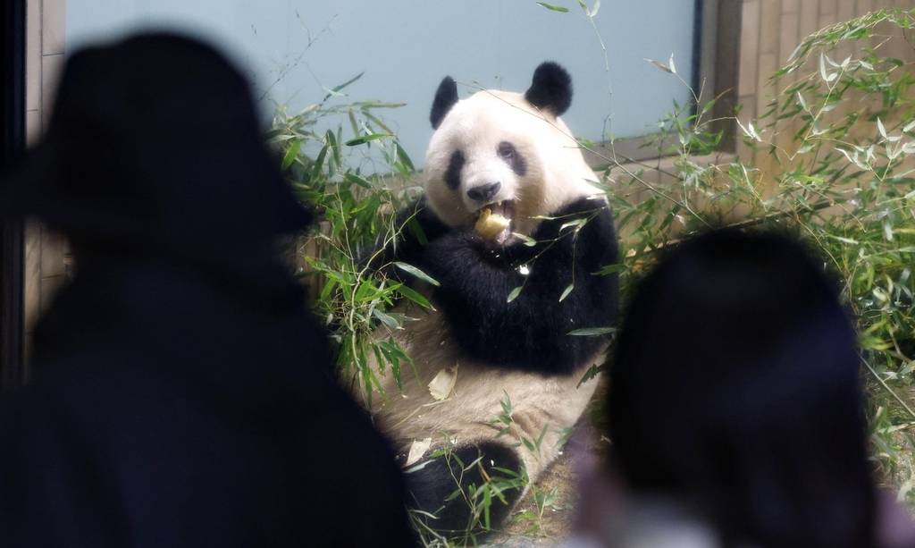 在東京上野動物園生活了5年多的雌性大熊貓