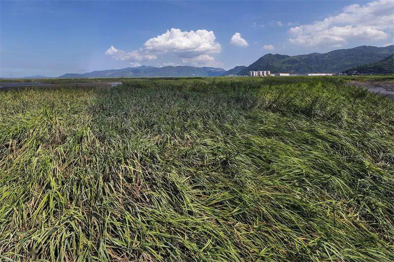 互花米草防治 一场不得不打的植物入侵之战_滩涂_福建_鸟类