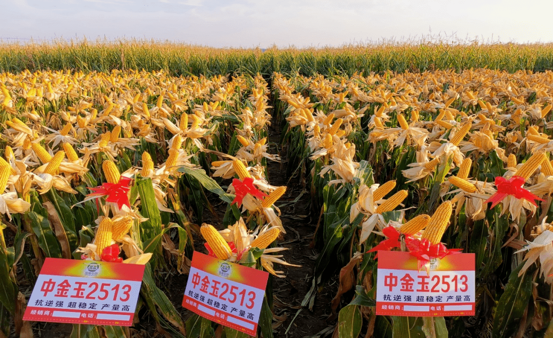 福盛园57玉米品种简介图片