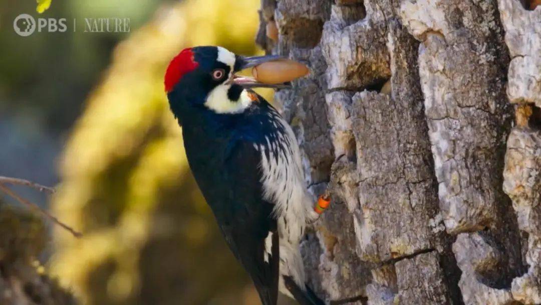 图源:youtube@nature on pbs视频截图班尼克说,橡子对橡树啄木鸟的