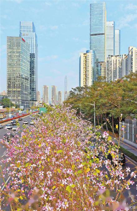 深圳迎來紫荊花盛花期_濱河大道_公園_道路