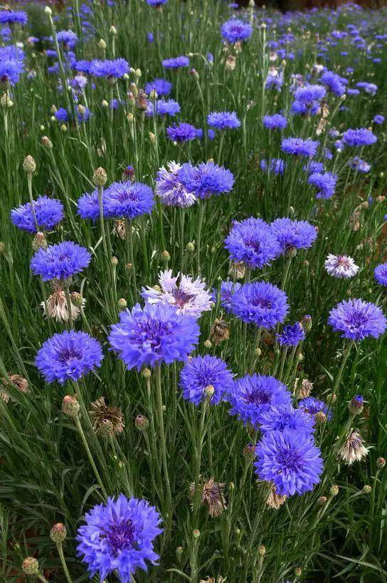 蓝芙蓉花语图片