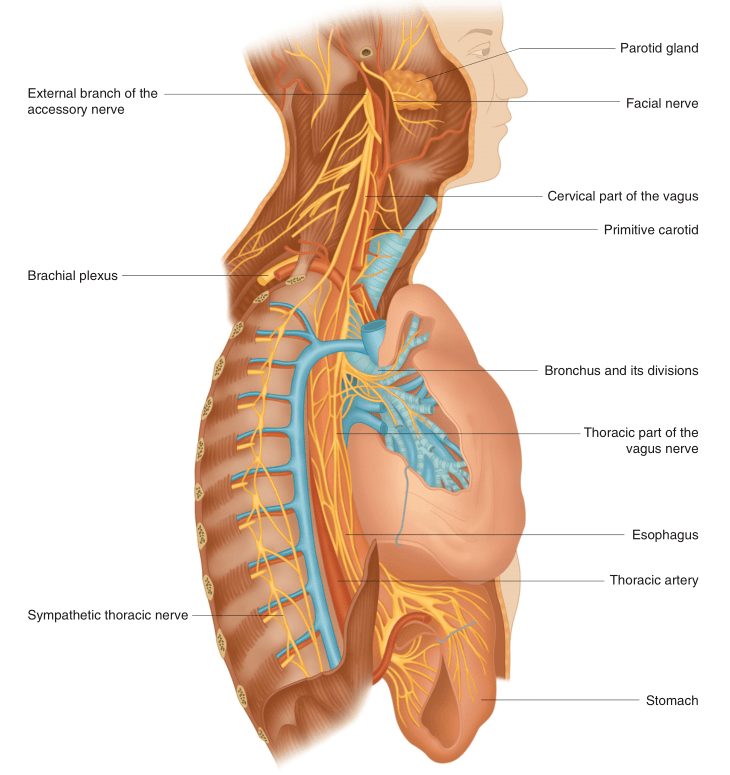 brachial artery图片