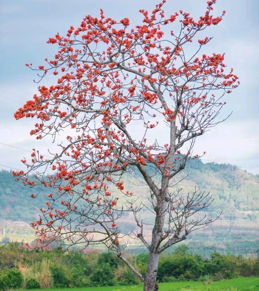 这个春天,别犹豫在昌江观赏木棉花的几大点位我们精心整理了绿油油的