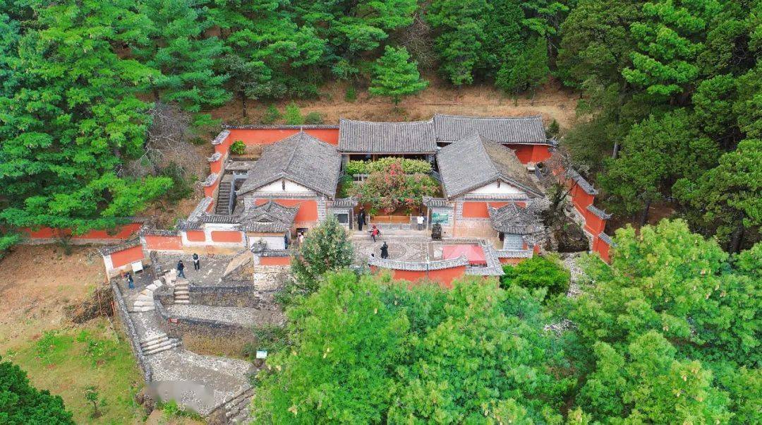 玉峰寺万朵茶花已盛开,就等你来!_市民_茶树_寺院