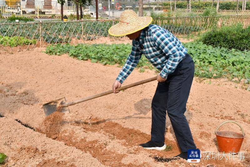 一路种地吧！深圳那位校长下地春耕，线上曲播教学生播种