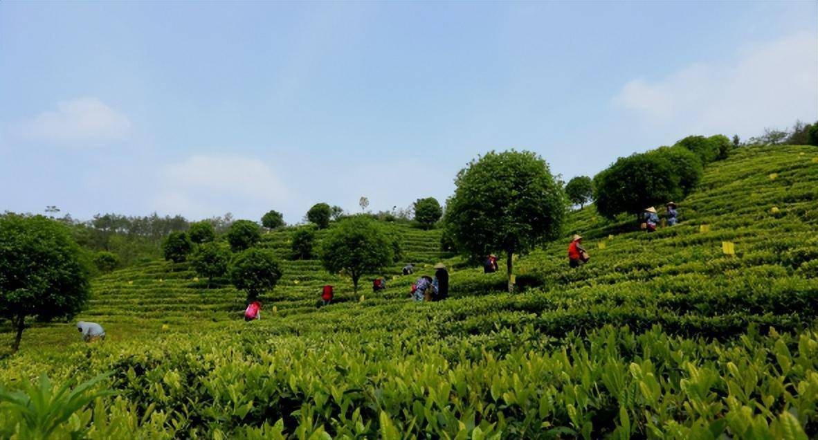 不能辜负!黄山一抹茶香守初心