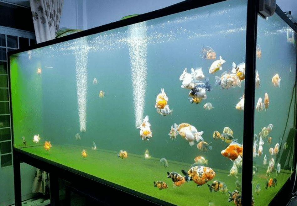 如果布置允许,家庭推荐鱼缸的尺寸:长度80-150cm,宽度30-50cm,高度40