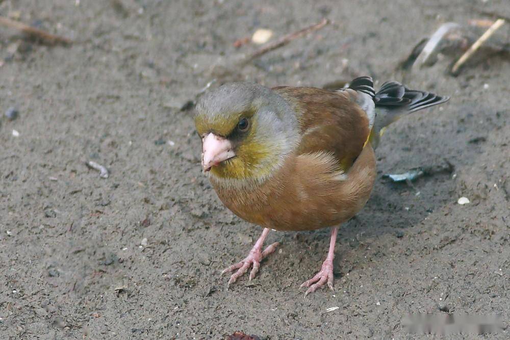 北方冬天的漂亮鳥_金翅雀_麻雀_下都