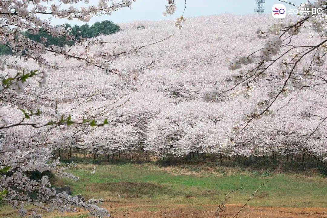 预约通道即将上线！贵安樱花园3月4日起免费开放