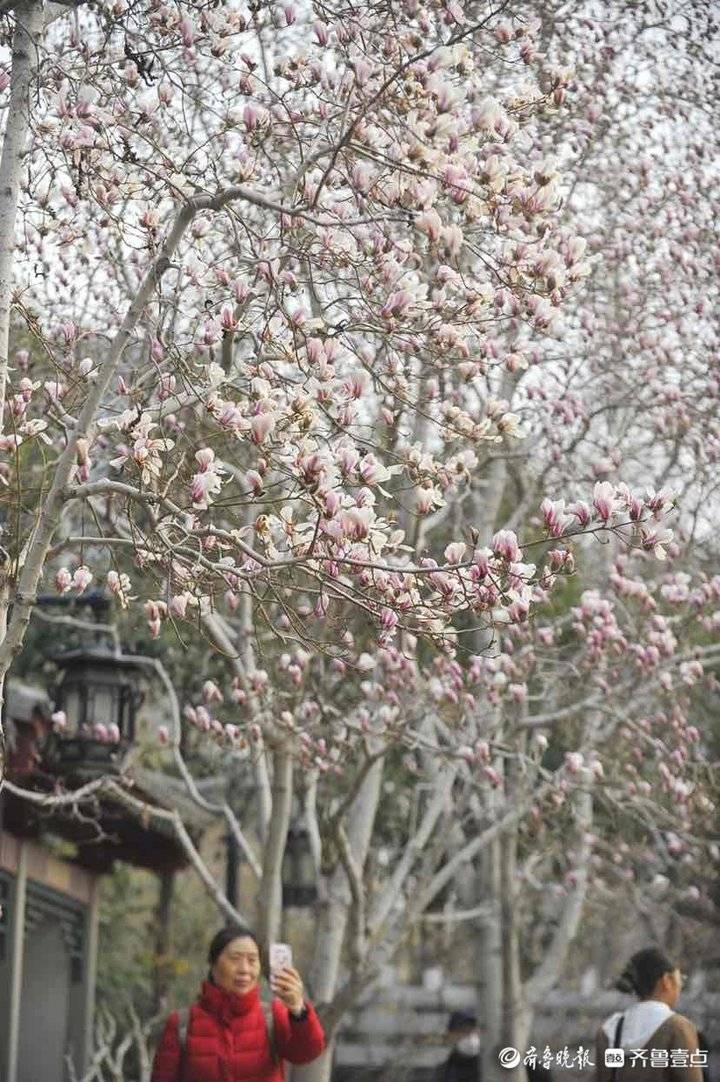 初春时节，趵突泉公园里春花怒放柳枝抽芽