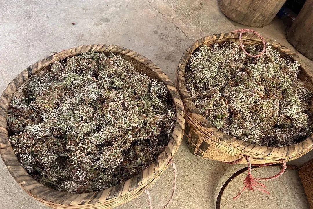 染饭花的功效与作用图片