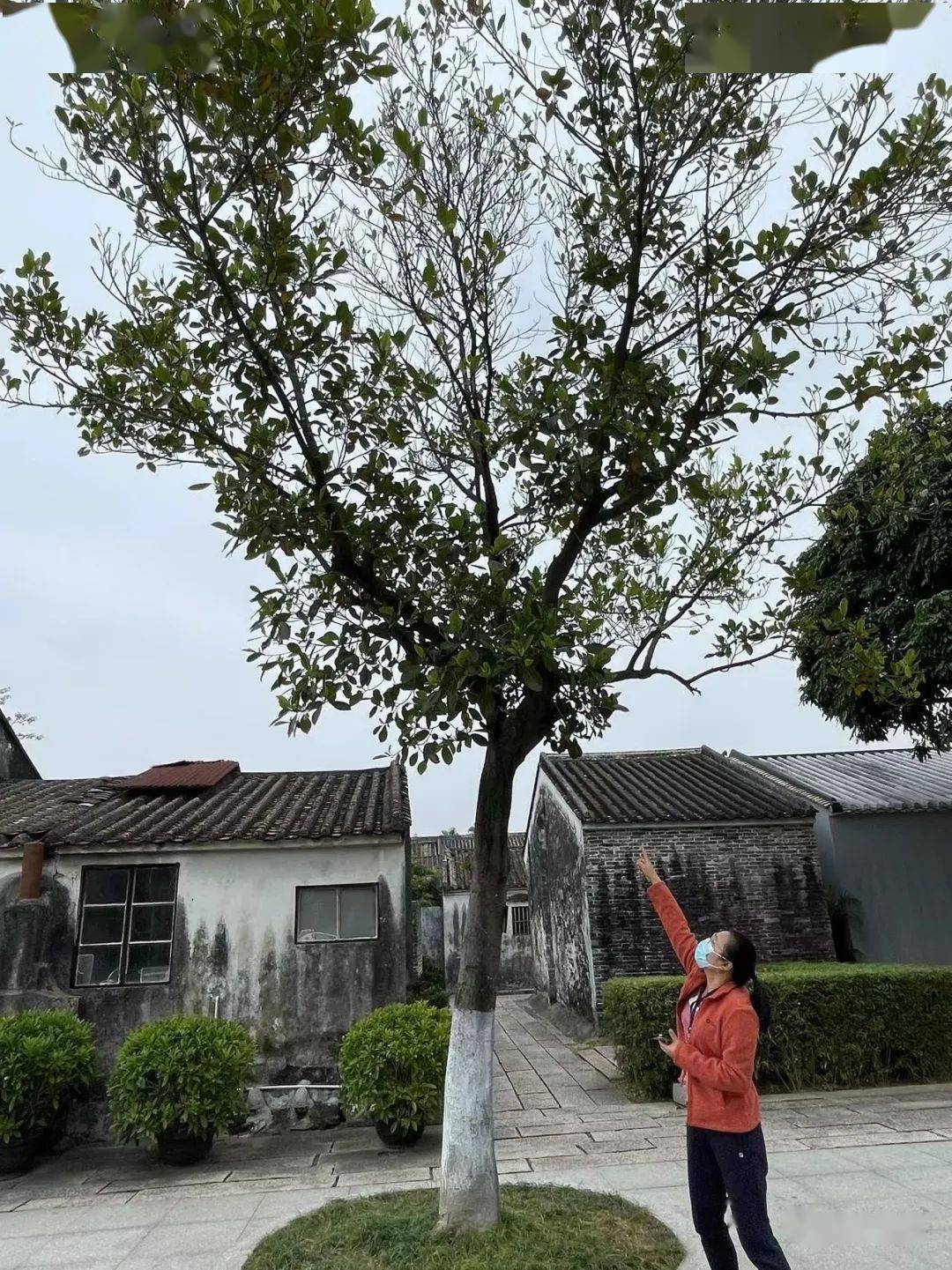 孙中山故居里的酸豆树和其他树