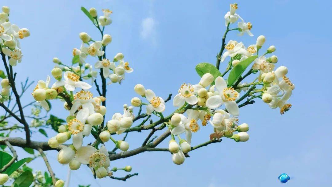 "柚"到赏花时~_自良镇_容县_沙田柚