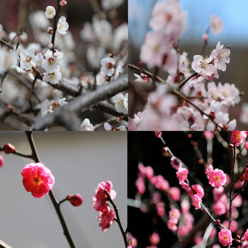 �������˱�����һĨ������ɫ