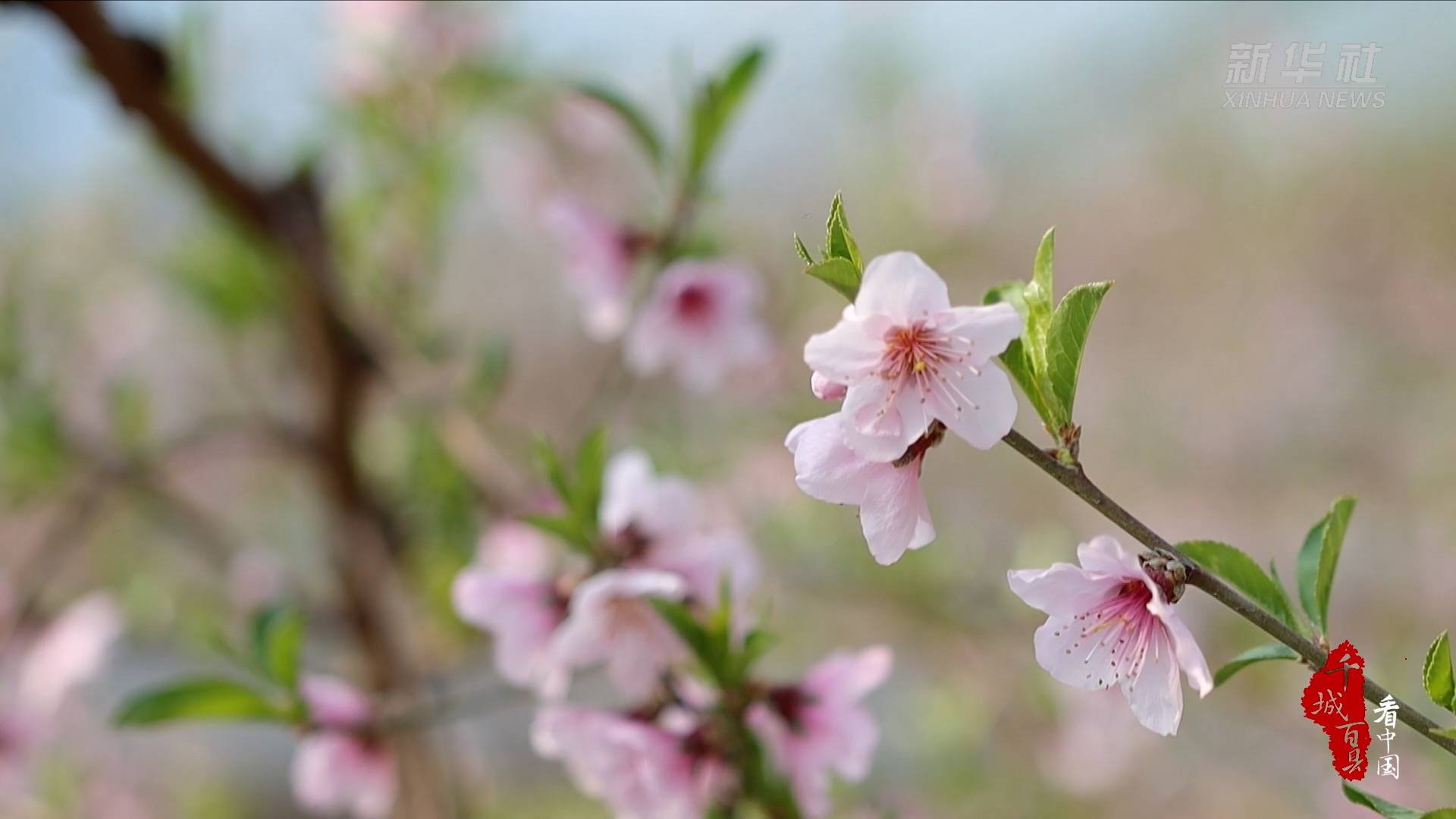 千城百县看中国｜花果满棚香